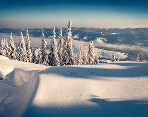 Naklejka premium Beautiful winter scenery. Cold outdoor scene of mountain valley. Fir trees covered by fresh snow in Carpathian mountains. Amazing winter sunrise in snowy woodlanf, Ukraine, Europe.