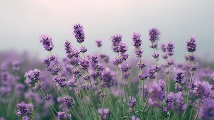 Fototapeta premium Blooming lavender flowers in field soft purple nature background aromatic plant landscape