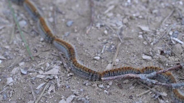 Thaumetopoea pityocampa. Procession of caterpillars crawling across a dusty forest path in a line formation. The hairy larvae move together demonstrating natural collective