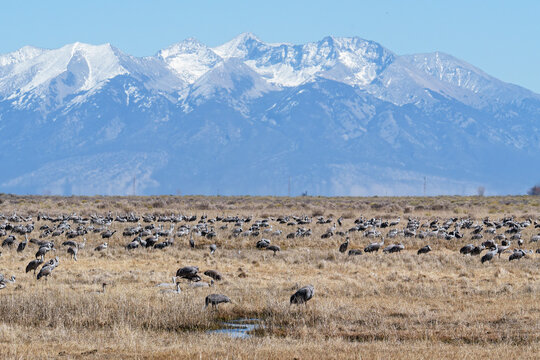 Migrating Greater Sandhill Cranes in Monte Vista, Colorado