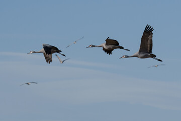 Fototapeta premium Migrating Greater Sandhill Cranes in Monte Vista, Colorado