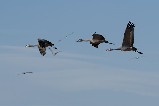 Migrating Greater Sandhill Cranes in Monte Vista, Colorado