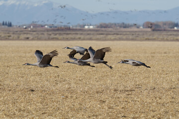 Fototapeta premium Migrating Greater Sandhill Cranes in Monte Vista, Colorado