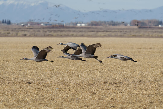 Migrating Greater Sandhill Cranes in Monte Vista, Colorado