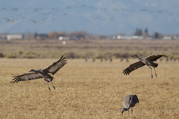 Fototapeta premium Migrating Greater Sandhill Cranes in Monte Vista, Colorado