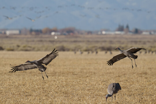 Migrating Greater Sandhill Cranes in Monte Vista, Colorado