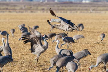 Fototapeta premium Migrating Greater Sandhill Cranes in Monte Vista, Colorado