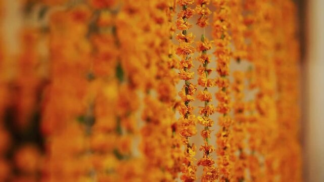 Wedding decor accessories for pakistani and Indian wedding, genda phool decoretion toran in wedding function, orange Marigold flowers arranged in alternate order, Beautiful marigold flowers wedding