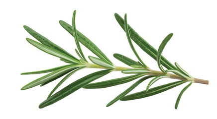 Fototapeta premium Fresh green rosemary isolated on transparent background, rosemary twig top view, full macro photo, herb ingredient, cooking, culinary, seasoning, spice, kitchen, food preparation,
