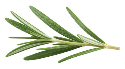 Fototapeta premium Fresh rosemary twig isolated, green herb, top view, full macro photo, culinary spice, cooking ingredient, kitchen decoration, herbal illustration, food preparation, vector-ready image for design 