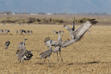 Fototapeta premium Migrating Greater Sandhill Cranes in Monte Vista, Colorado