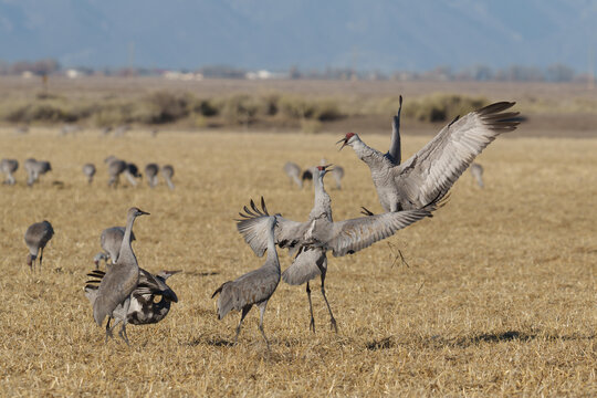 Migrating Greater Sandhill Cranes in Monte Vista, Colorado