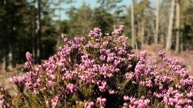 Blooming winter heath flowers Erica carnea covering a mountain meadow in Divcibare Serbia. Pink alpine heath plants growing in wild Balkan spring forest landscape