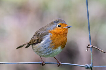 Obraz premium Robin perched on wire
