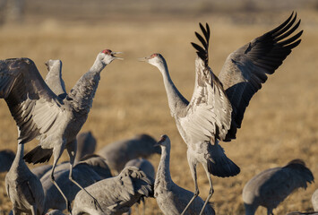 Fototapeta premium Migrating Greater Sandhill Cranes in Monte Vista, Colorado