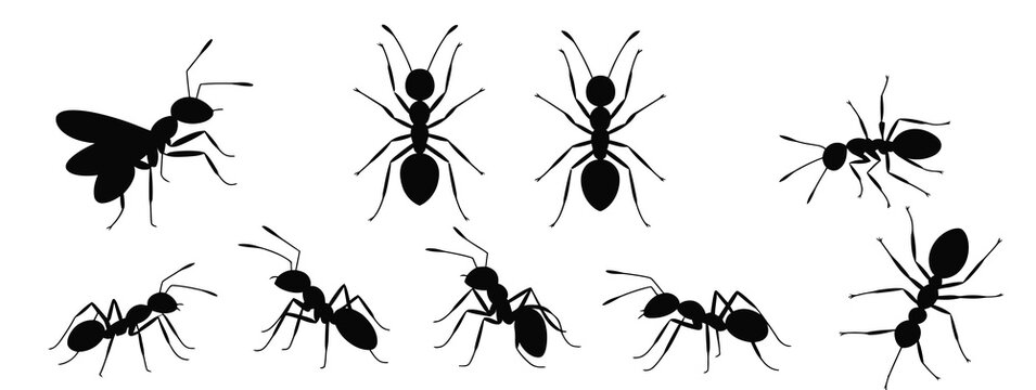 Insects vector silhouettes, ant icons, emmet and pismire illustrations, insect banner, ant colony symbols, bug shapes, vector set for websites, apps, educational materials, and professional design 
