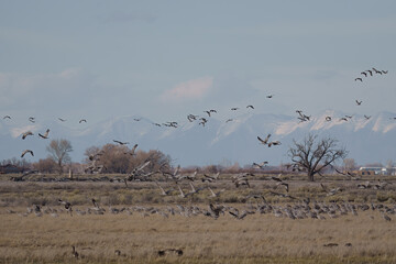 Fototapeta premium Migrating Greater Sandhill Cranes in Monte Vista, Colorado