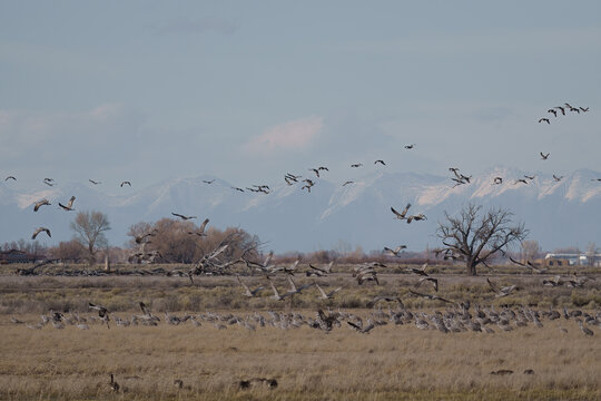 Migrating Greater Sandhill Cranes in Monte Vista, Colorado