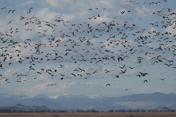 Fototapeta premium Migrating Greater Sandhill Cranes in Monte Vista, Colorado