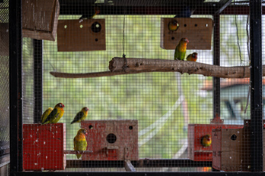 Parrots perched on wooden branches inside Bangkok aviary