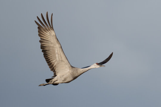 Migrating Greater Sandhill Cranes in Monte Vista, Colorado