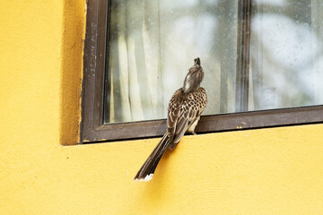 African grey hornbill standing on a windowsill and staring at the reflection in Maun, Botswana © adamikarl