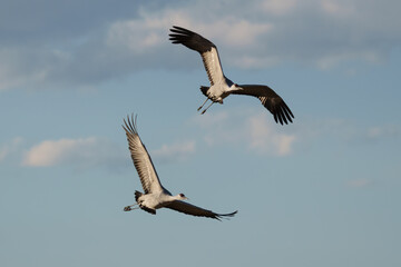 Fototapeta premium Migrating Greater Sandhill Cranes in Monte Vista, Colorado