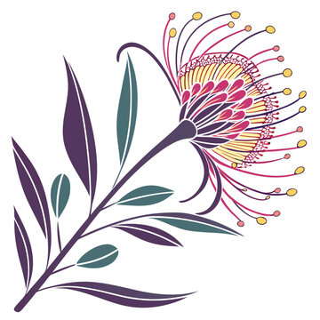 Hakea Flower Isolated on White Background