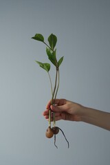 Vertical close-up of a female hand holding a young fragility green zamioculcas sprout with small tubers and roots on a gray background. Concept of successful houseplant care, gardening, and growth.