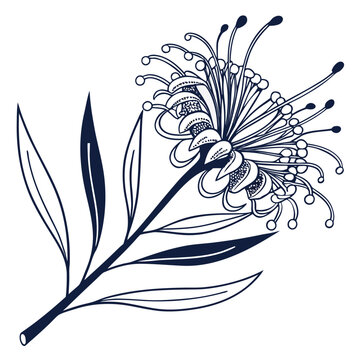 Exotic Hakea Flower Illustration Minimal Style