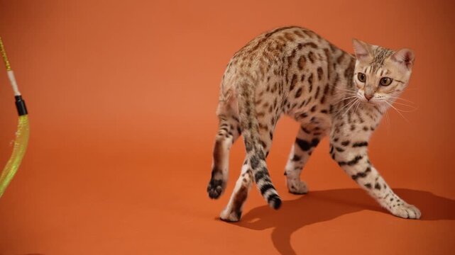 A Bengal cat steps forward slowly with cautious curiosity. Its body language indicates gentle interest in its surroundings.