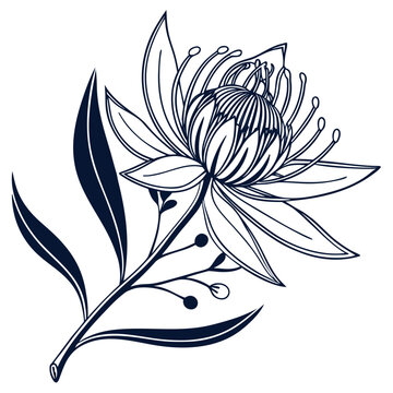 Hakea Bloom Hand Drawn Floral Clipart
