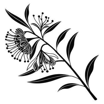 Hakea Flower Vector Botanical Illustration