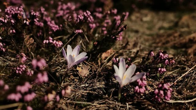 Spring crocus flowers blooming among pink heath Erica carnea plants on a mountain meadow in Divcibare Serbia. Wild Balkan forest flora illuminated by warm spring sunlight