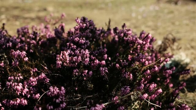 Blooming winter heath flowers Erica carnea covering a mountain meadow in Divcibare Serbia. Pink alpine heath plants growing in wild Balkan spring forest landscape