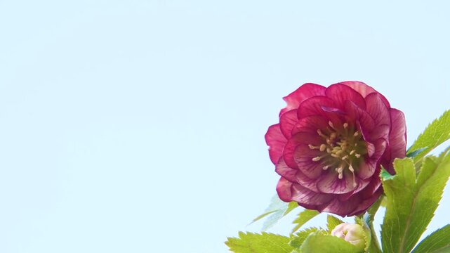 赤いクリスマスローズの花
