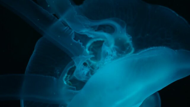 Abstract close-up of blue ink swirling and dissolving in clear water.