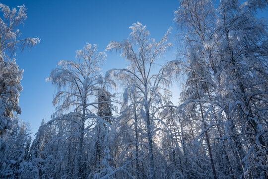 snow covered trees