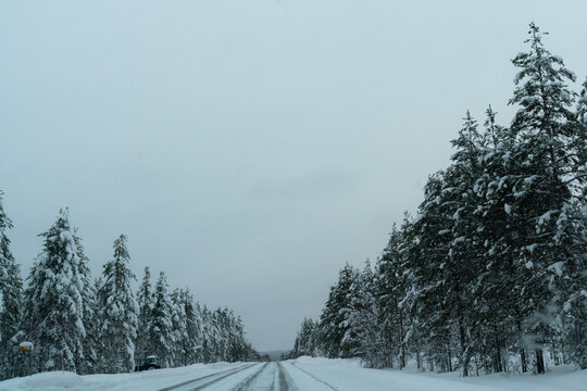 snow covered trees