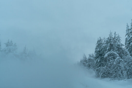 snowy trees in fog