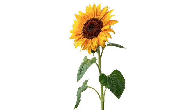 Sunflower stands tall, showing bright yellow petals and green leaves isolated on transparent background cut out