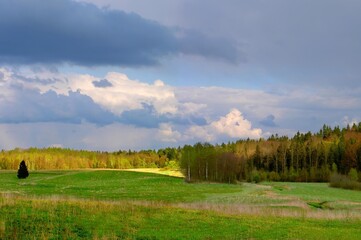Wide green glade surrounded by a lush forest under a soft blue sky. Quiet summer day in the nature. © puchan