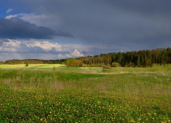 Wide green glade surrounded by a lush forest under a soft blue sky. Quiet summer day in the nature. © puchan