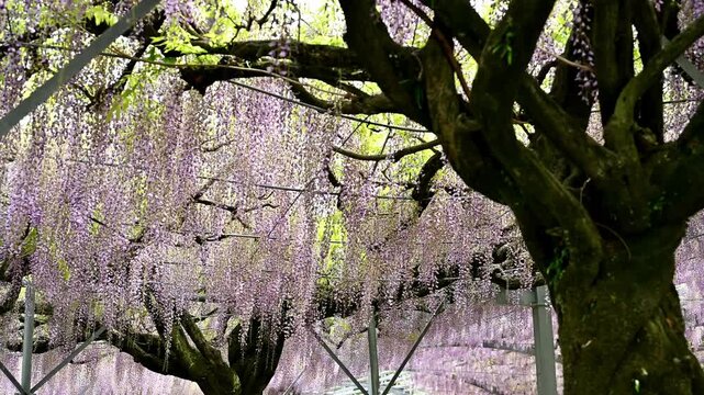 咲き誇る幻想的な春の風景
「樹齢200年。最大の藤が魅せる圧倒的な生命力。」
熊本県玉名市(山田の藤)
A fantastical spring landscape in full bloom
"A 200-year-old wisteria tree, the largest of its kind, displays overwhelming vitality."