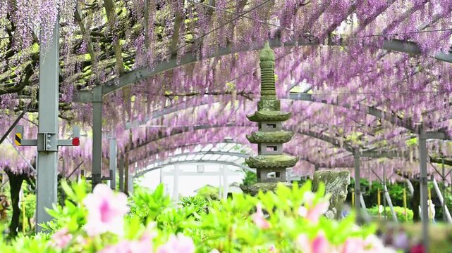 幻想的な春の風景
「満開の藤棚から垂れ下がる1メートル以上の花房と、歴史ある神社の石灯籠」
熊本県玉名市(山田の藤)
A fantastical spring scene
Flower clusters over one meter long hanging from a wisteria trellis in full bloom

