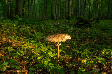 Close-up of a parasol mushroom against an autumn forest background, Bialowieza Forest © Art L