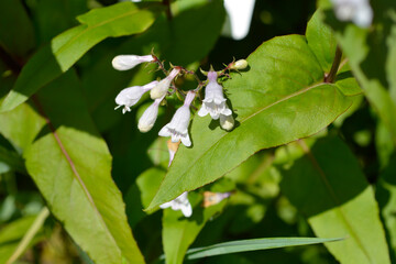Foxglove beardtongue flowers - Latin name - Penstemon digitalis Husker Red © nahhan