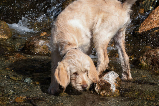 a dog,a pudelpointer puppy, in a small mountain creek on a warm and sunny spring day