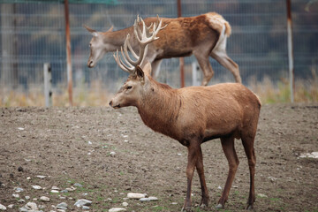 Obraz premium Red deer behind a fence
