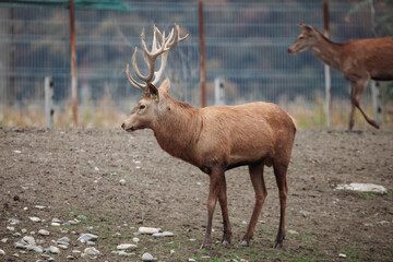 Obraz premium Red deer behind a fence